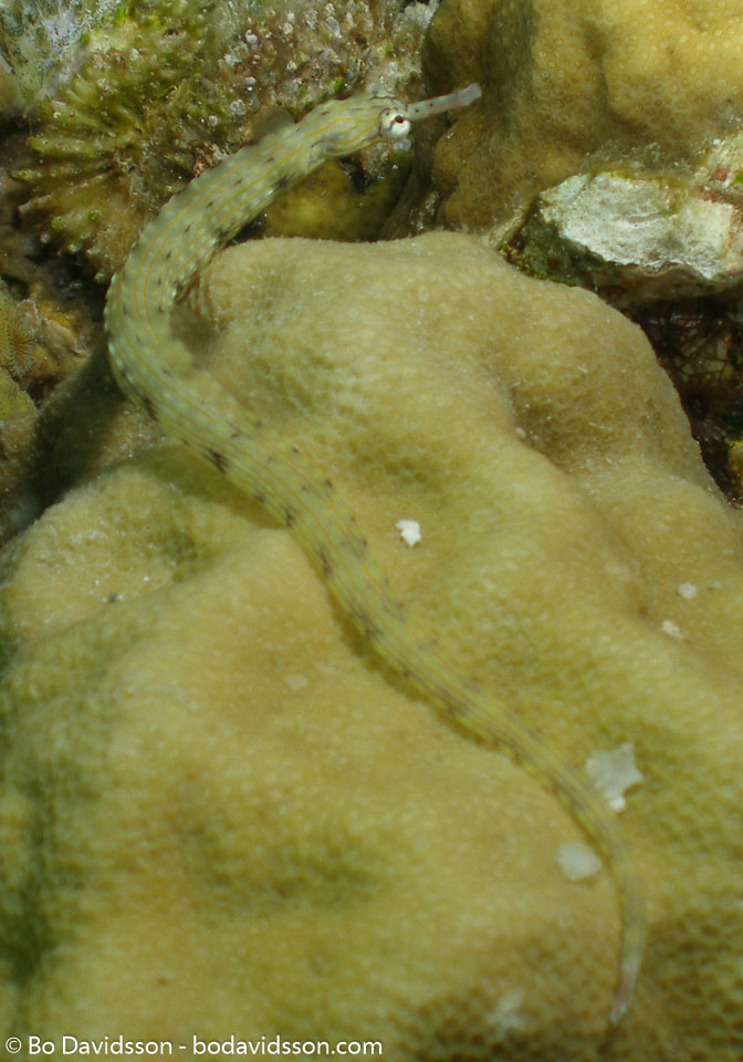 BD-060409-Moalboal--Corythoichthys-intestinalis-(Ramsay.-1881)-[Scribbled-pipefish].jpg